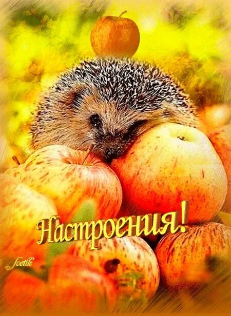 Картинки хорошего дня и настроения осенние позитивные BEAUTIFUL "FALL" IS HERE!!! ❤ Sweet Autumn ☂ Ежики, Самые милые животные, Животн
