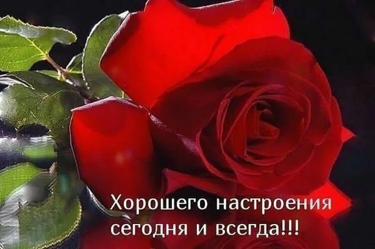 Картинки хорошего дня и настроения розы Лечите душу ощущеньями... - 315113 - Tabor.ru