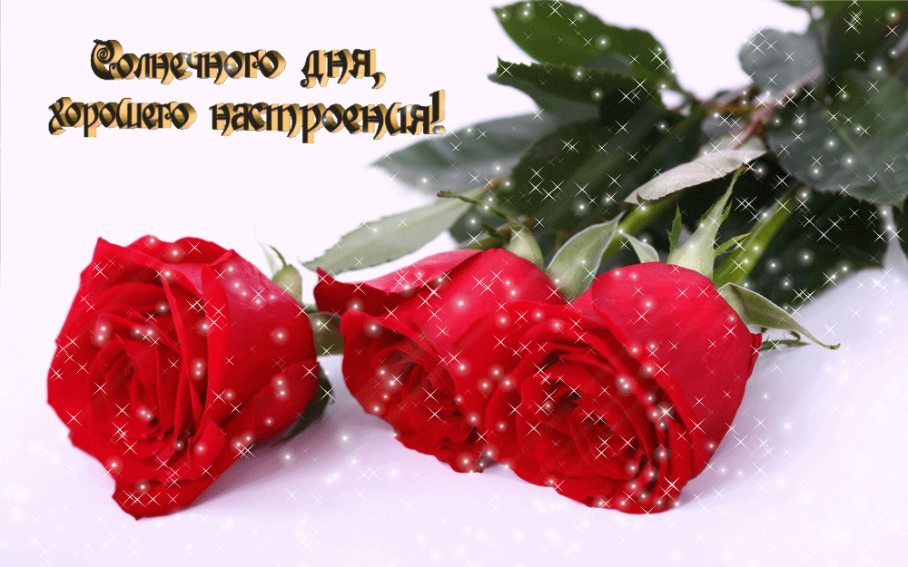 Картинки хорошего дня и настроения розы Картинки розы добрый день
