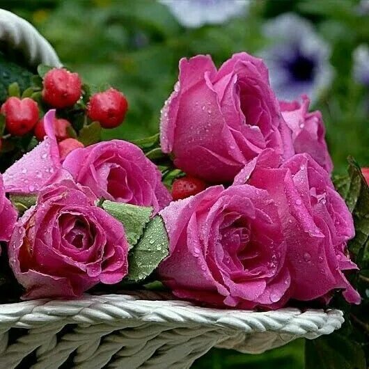 Картинки хорошего дня и настроения розы MOMENTS Flores, Papel de parede rosa, Flores rosas