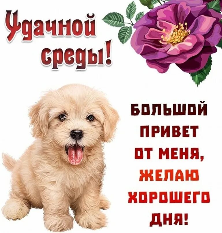 Картинки хорошего дня и настроения среды Середина недели встретит тебя солнечным утром, позитивом, отличным настроением и