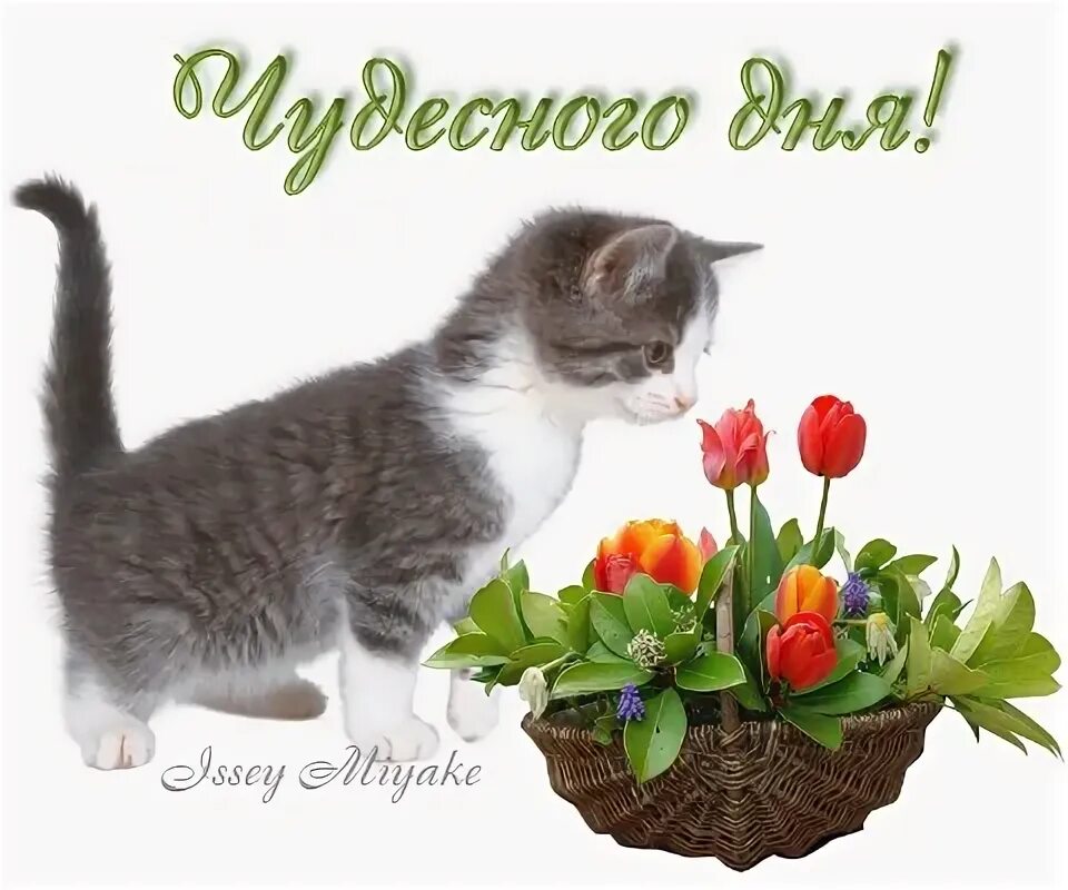 Картинки хорошего дня котиками скачать Фото@Mail.Ru: : ПУШИСТИКИ