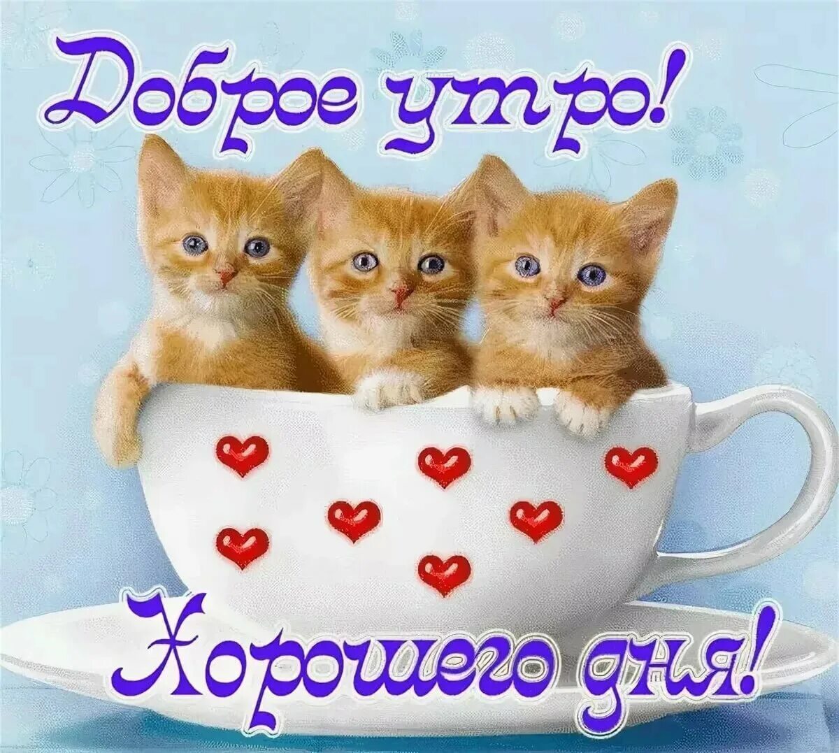 Картинки хорошего дня котики прикольные Доброе утро! 2023 Красивые открытки и поздравления с праздниками ВКонтакте