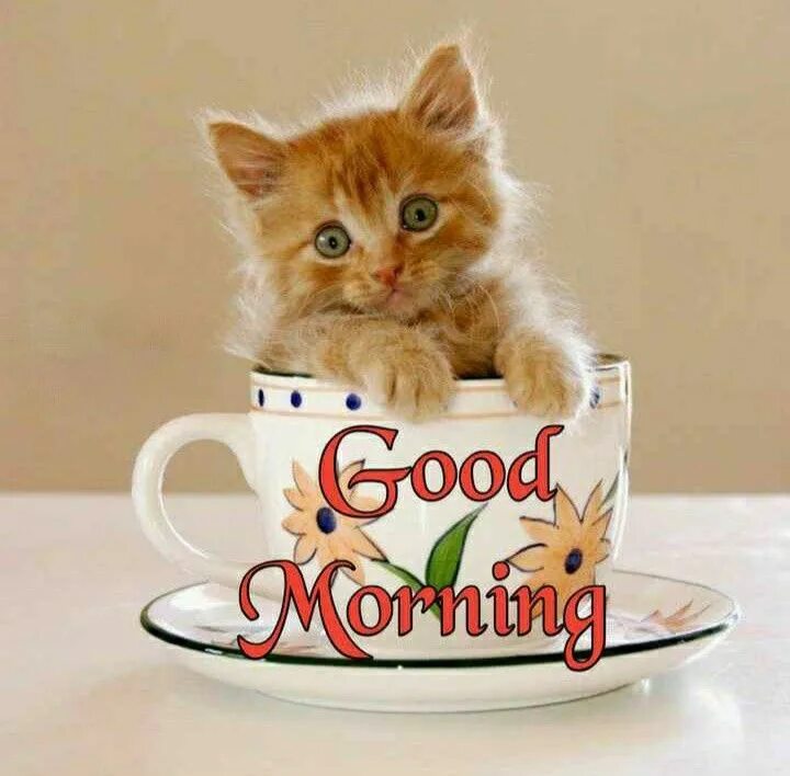 Картинки хорошего дня котики прикольные Pin en ΚΑΛΗΜΕΡΑ Buenos dias feliz domingo, Feliz día, Imágenes de buenas noches