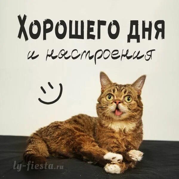 Картинки хорошего дня котики прикольные Открытка с котиком Хорошего дня Забавные картинки, Милые котики, Забавности