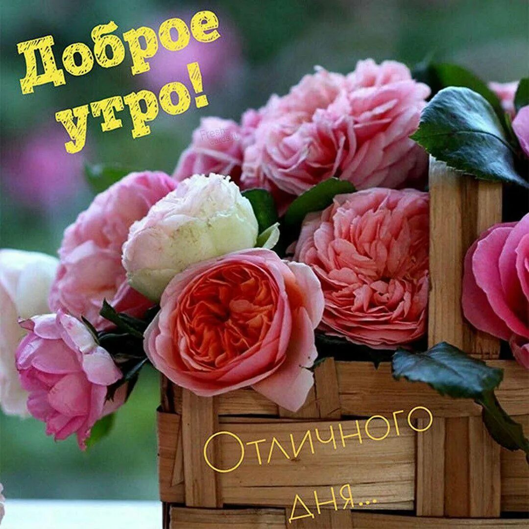 Картинки хорошего дня красивые цветы бесплатно Pin by Елена on Летнее утро in 2024 Morning greeting, Rose, Good morning