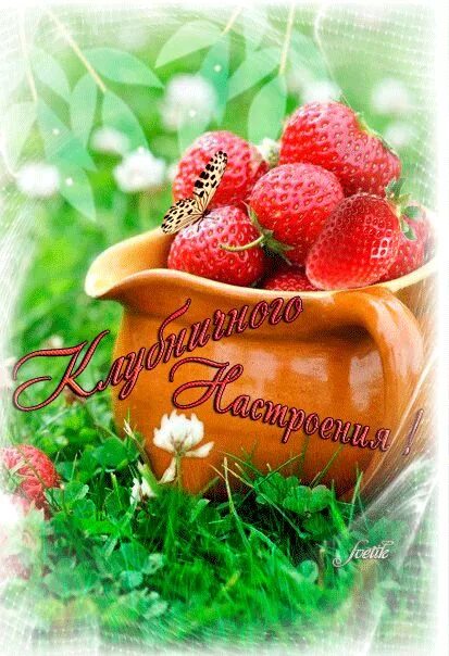 Картинки хорошего дня летнего настроения красивые Картинки анимационные с пожеланиями хорошего настроения Buongiorno fiori, Bellis