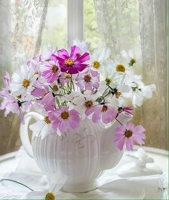 Картинки хорошего дня новые и нежные Garden Cosmos Mix Seeds Cosmos Bipinnatus Annual Flower Etsy in 2021 Annual flow