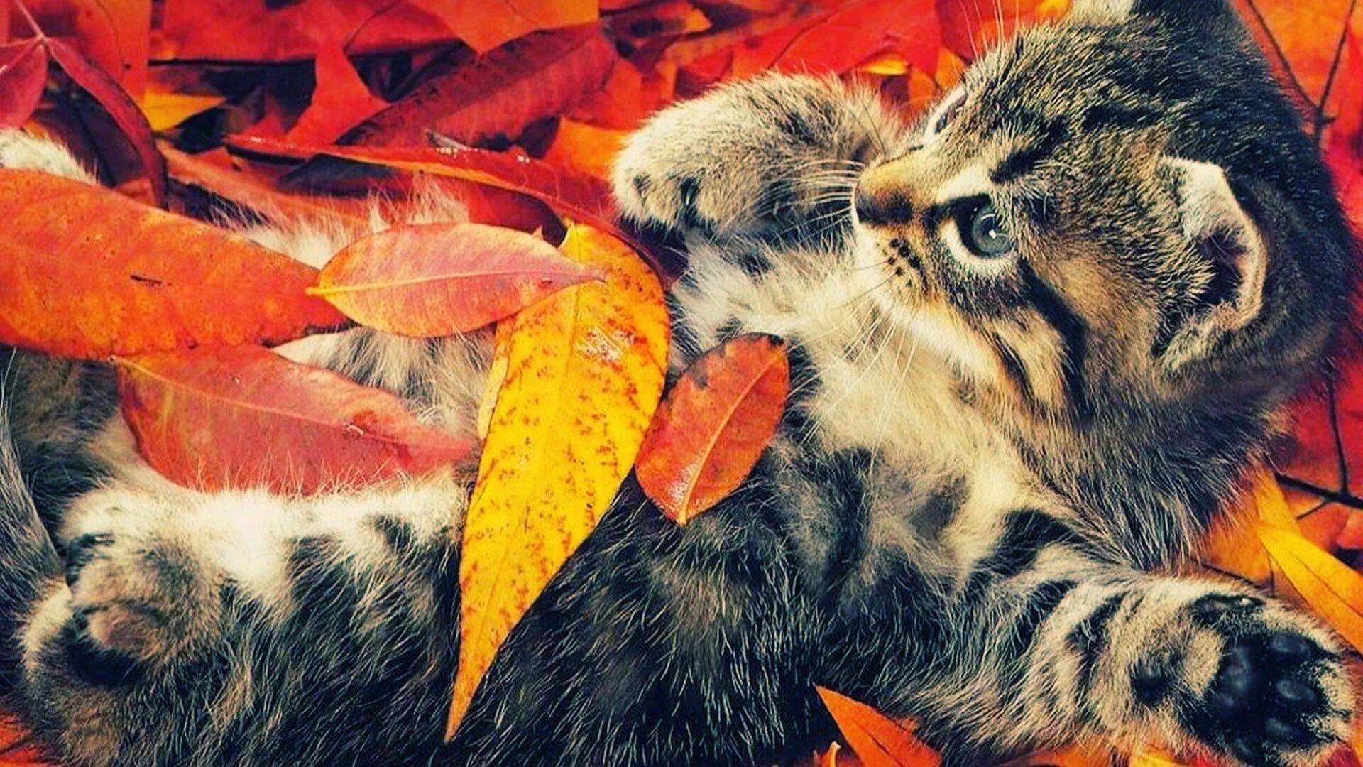 Картинки хорошего дня осенние с котиками Autumn kitty Autumn animals, Fall cats, Cats and kittens