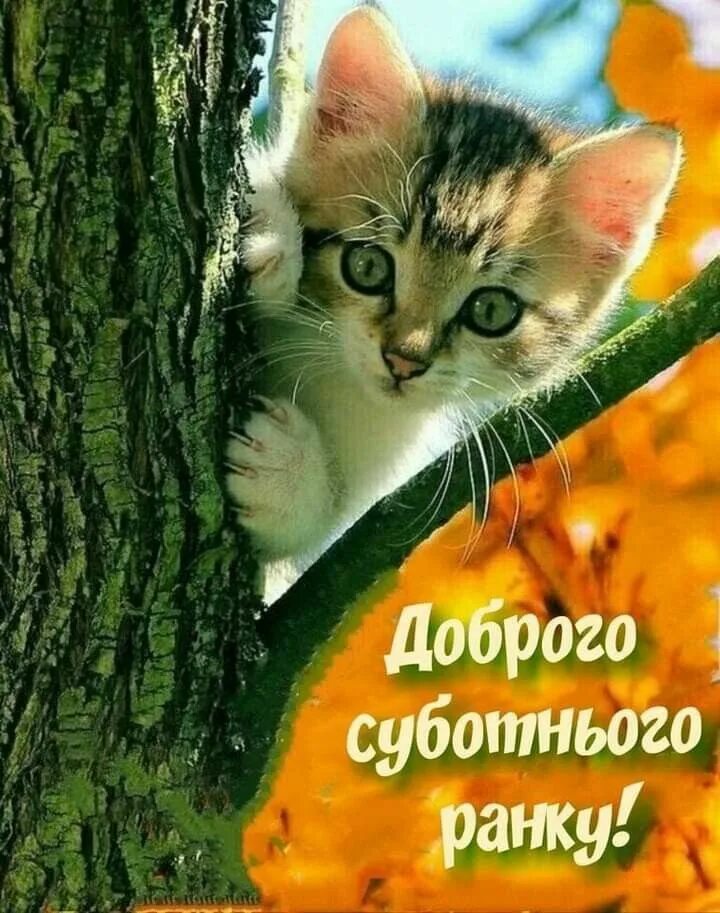 Картинки хорошего дня осенние с котиками Pin von Соломія auf Доброго ранку
