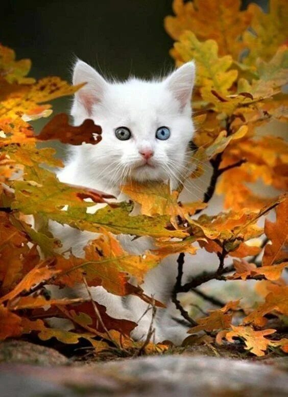 Картинки хорошего дня осенние с котиками Pin by Elena on Осень ( Hösten ) Pretty cats, Kittens cutest, Cute cats