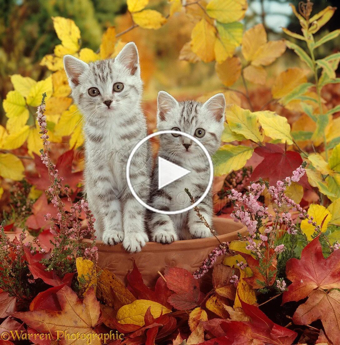 Картинки хорошего дня осенние с котиками FUNNY ANIMALS: Try not to LAUGH - The FUNNIEST ANIMAL Video Compilation - zQpaEi