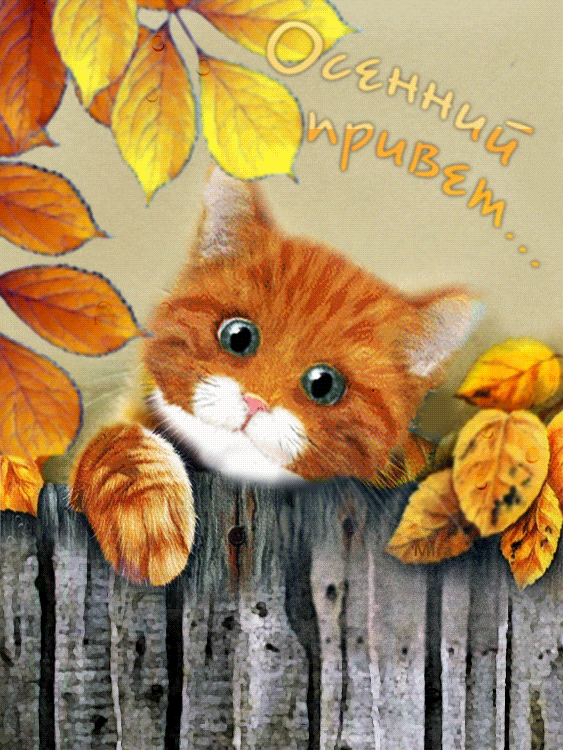 Картинки хорошего дня осенние с котиками #открыткаосень #открыткаосеннийпривет Открытка Поздравление Осенний Привет от Ко