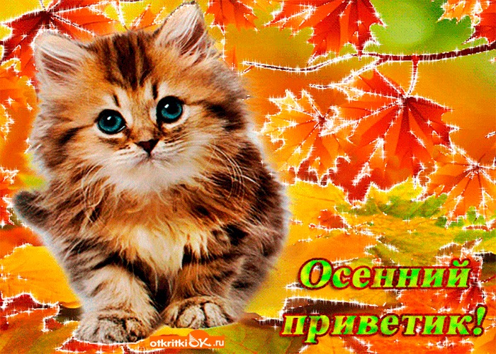 Картинки хорошего дня осенние с котиками 49) Одноклассники Осень, Кот и Открытки