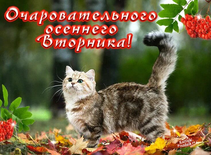 Картинки хорошего дня осенние с котиками Очаровательного осеннего вторника котик Cats, Animals, Projects to try