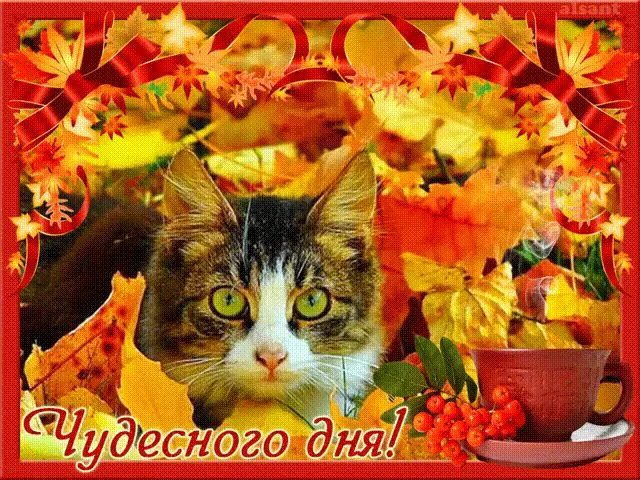 Картинки хорошего дня осенние с котиками Чудесного дня Lustige katzenbilder, Seltsame katzen, Wilde katzen