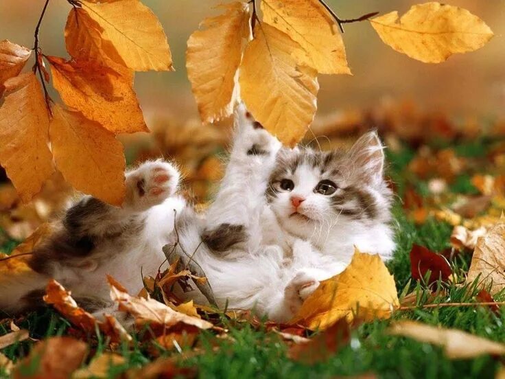 Картинки хорошего дня осенние с котиками Pearl Fall cats, Cats, Kittens cutest