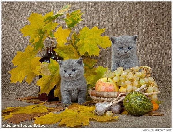 Картинки хорошего дня осенние с котиками ОСЕННИЕ КОТОНАТЮРМОРТИКИ))