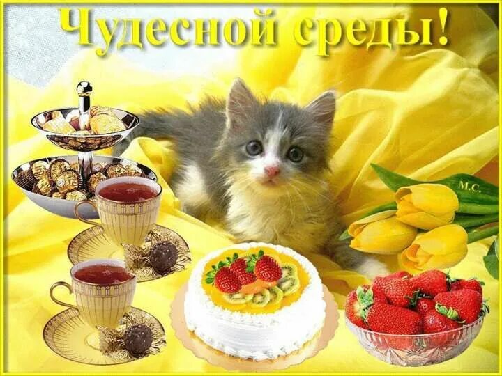 Картинки хорошего дня прекрасного настроения среда Пин от пользователя Наталья Щербинина на доске Открытки Открытки, Кошачьи цитаты