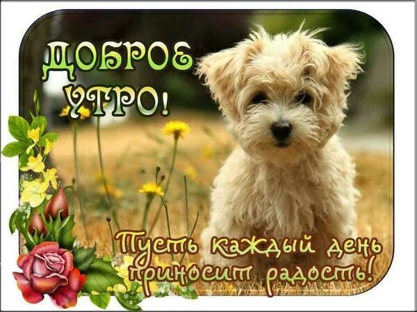 Картинки хорошего дня прикольные с животными всем хорошего понедельника - Литературный, уютный замок "У Приветливой", пользов