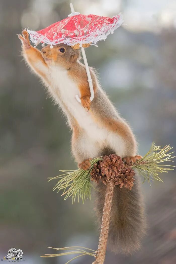 Картинки хорошего дня прикольные с животными I Followed Squirrels Daily For 6 Years With My Camera And They Became My Friends