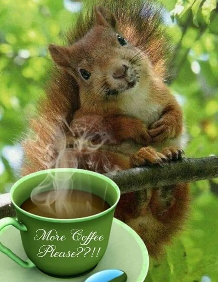 Картинки хорошего дня прикольные с животными Pin by Janet Hibbard on It's Coffee O'clock somewhere! Funny squirrel pictures, 