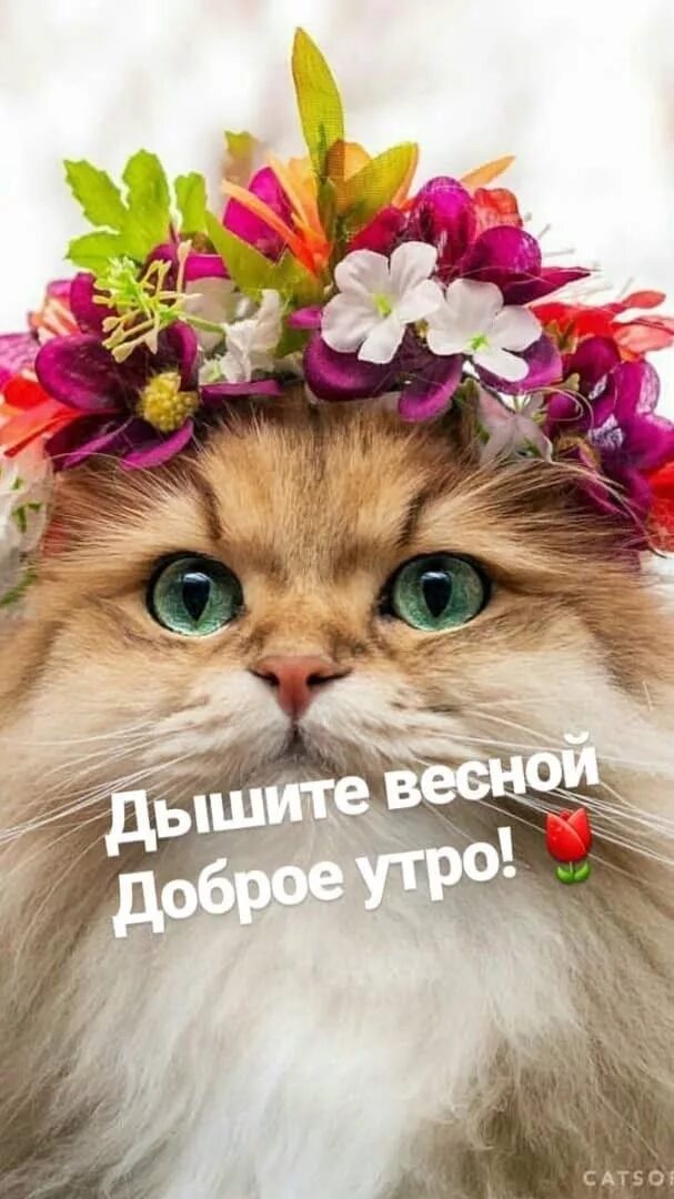 Картинки хорошего дня прикольные с животными Пин от пользователя Latysh Natalya на доске Доброе утро Доброе утро, Милые котик