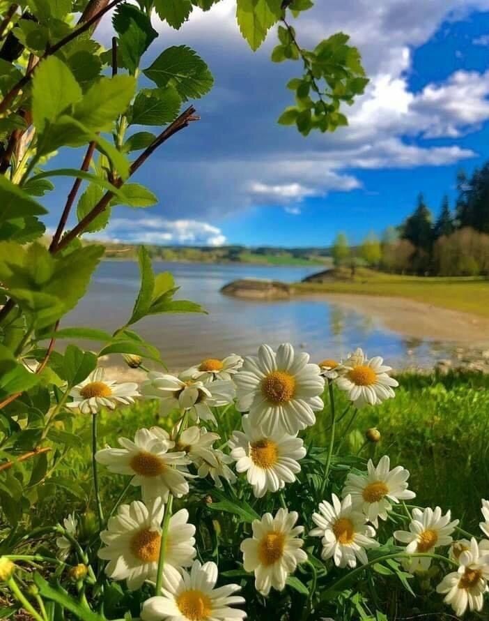 Картинки хорошего дня природа скачать бесплатно Pin di Kurdistan ( Median Empire ) su Flowers Paesaggi, Fotografia d'acqua, Imma