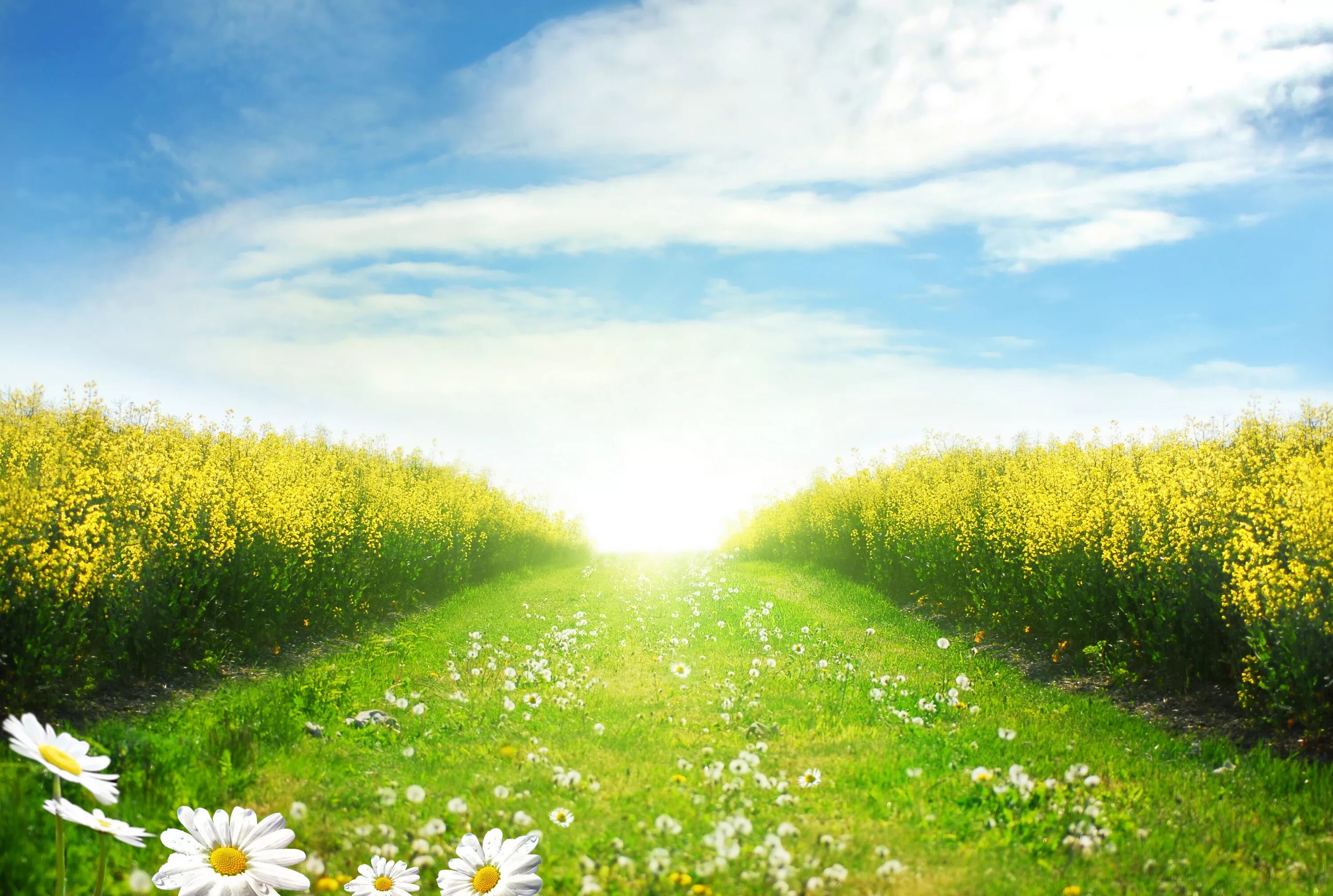 Картинки хорошего дня природа скачать бесплатно Wallpaper White Flowers on Green Grass Field Under Blue Sky During Daytime, Back