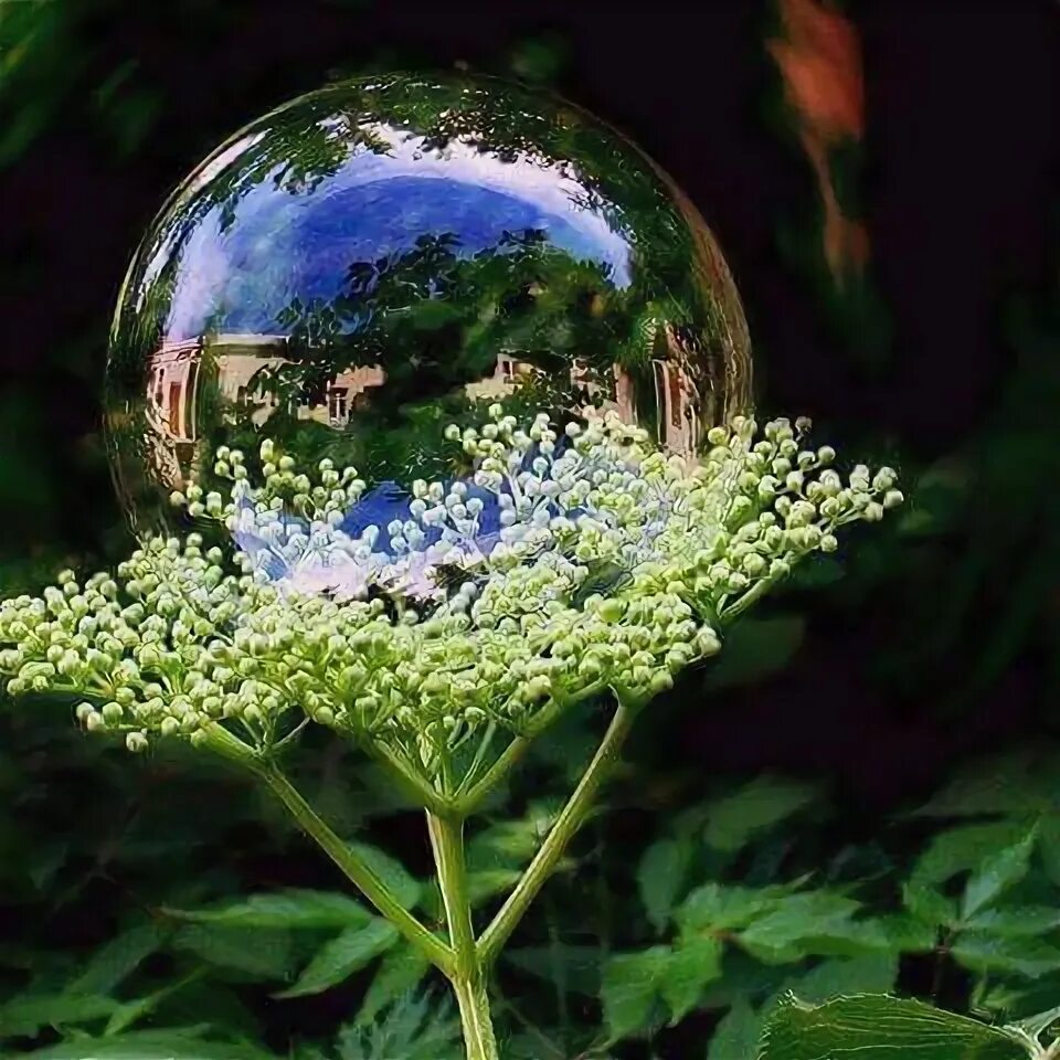 Картинки хорошего дня природа скачать бесплатно Pin on Awesome Color splash, Macro photography, Bubbles