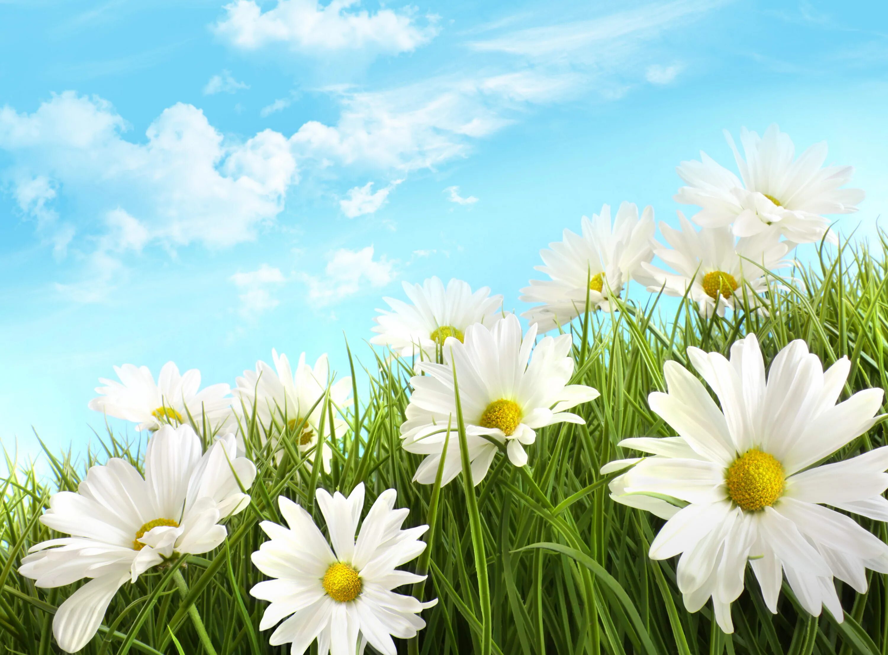 Картинки хорошего дня природа скачать бесплатно HD desktop wallpaper: Flowers, Grass, Flower, Earth, Daisy, White Flower downloa