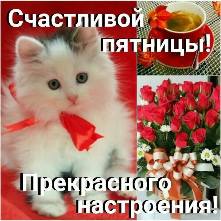 Картинки хорошего дня пятницы и прекрасного Pin by Маргарита Решта on Дни недели Mood pics, Memes, Kittens