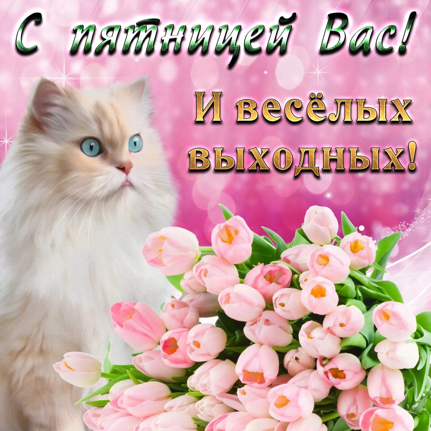 Картинки хорошего дня пятницы скачать бесплатно Открытка на пятницу - милый котик и букет нежных роз