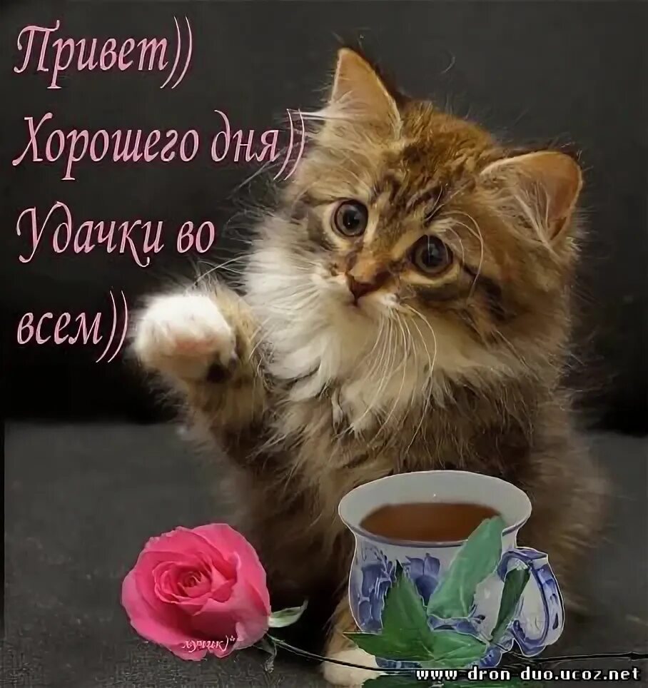 Картинки хорошего дня с котами прикольные Доброе утро! - Приходите в мой дом, пользователь Natalie Riwe Группы Мой Мир