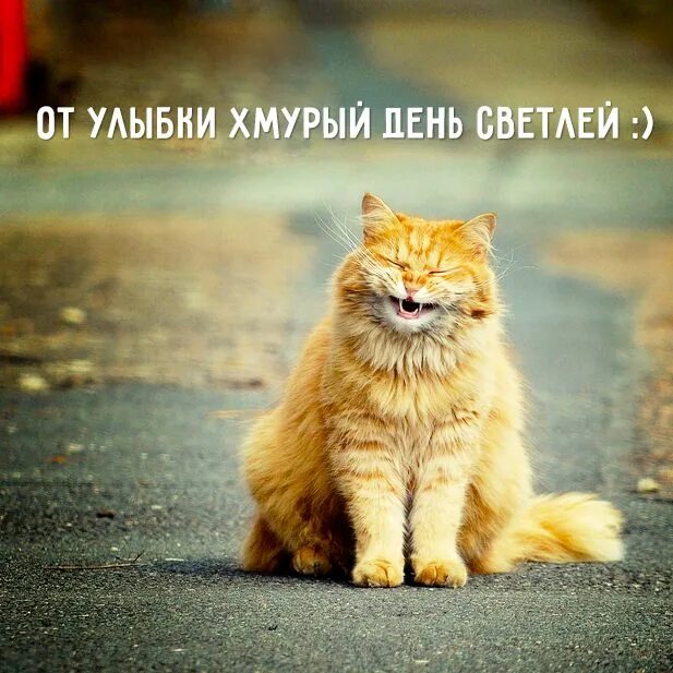 Картинки хорошего дня с котами прикольные Фототерапия Funny cat faces, Funny picture quotes, Christmas quotes funny