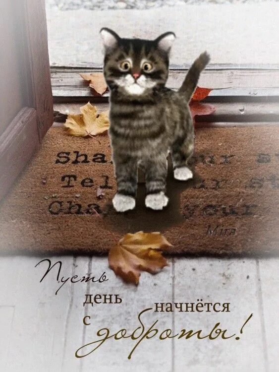 Картинки хорошего дня с котами прикольные Пин от пользователя Светлана Рублевская на доске Доброе утро Котята, Кошки, Аним