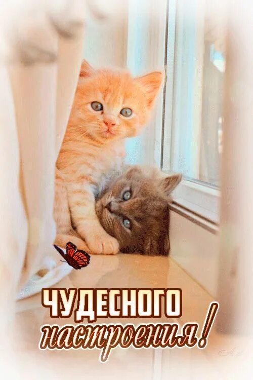 Картинки хорошего дня с котами прикольные Чудесного настроения с котятами Котята, Веселые картинки, Объятия животных