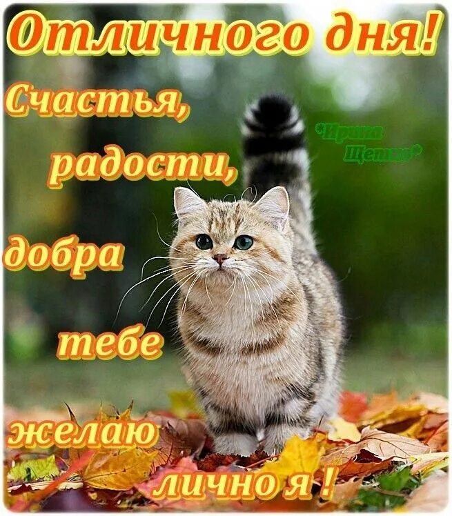 Картинки хорошего дня с котами прикольные Пин на доске Доброго дня Доброе утро, Осенние картинки, Смешные фотографии кошек