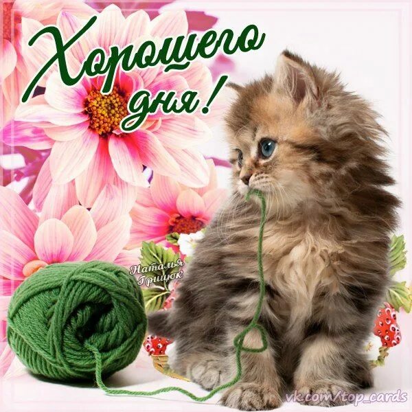 Картинки хорошего дня с котами прикольные Tamara Polina Доброе утро, Открытки, Милые котики