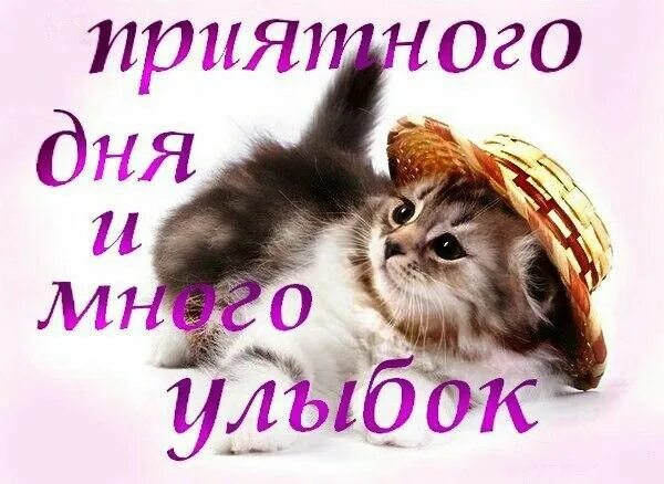 Картинки хорошего дня с котами прикольные Пин от пользователя Sa на доске Русский Котенок, Открытки, Смешно