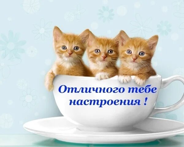 Картинки хорошего дня с котами прикольные Ответы Mail.ru: Как настроение у вас? Покажите картинкой?