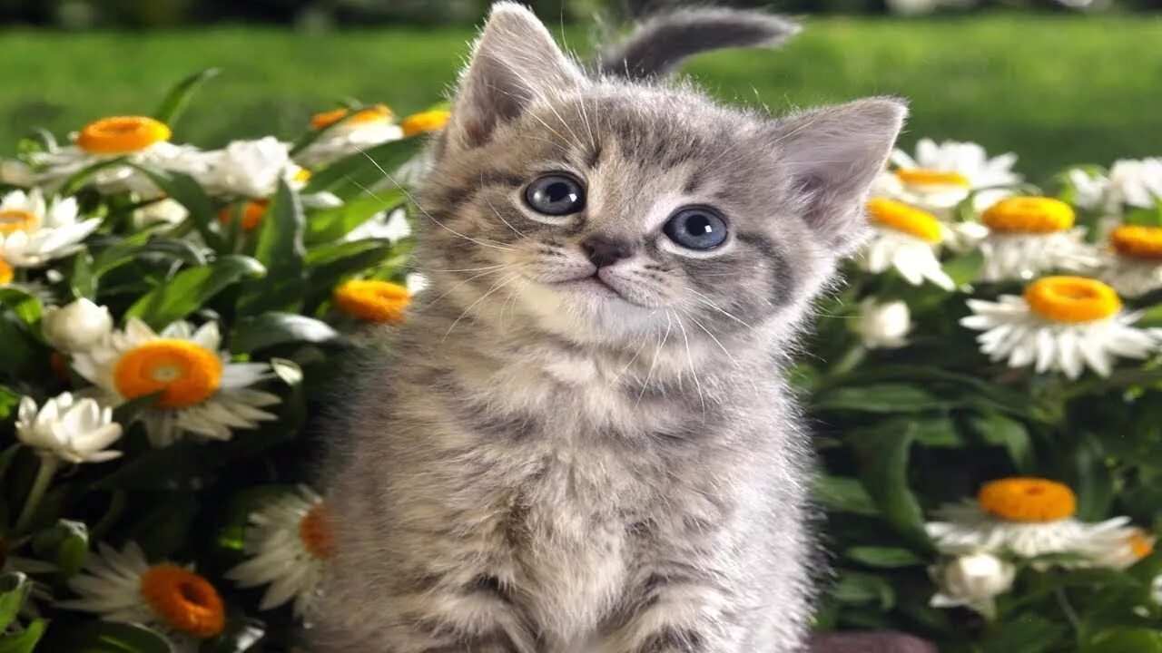 Картинки хорошего дня с котами прикольные Funny CATS Videos Compilation #60 - YouTube