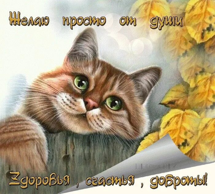 Картинки хорошего дня с котиками прикольные Пин от пользователя Kira Lanak на доске Позитив_Радость_Счастье Котята, Смешные 