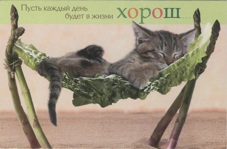 Картинки хорошего дня с котиками прикольные Pin von Алла auf u041Fu043Eu0437u0438u0442u0438u0432