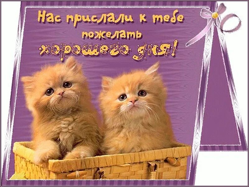 Картинки хорошего дня с котиками прикольные Ответы Mail.ru: где отремонтировать детский стульчик Peg-perego Tatamia или схем