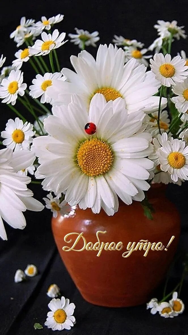 Картинки хорошего дня с ромашками Ромашковая прелесть Buenos dias corazon frases, Buenos días saludos, Saludos d b