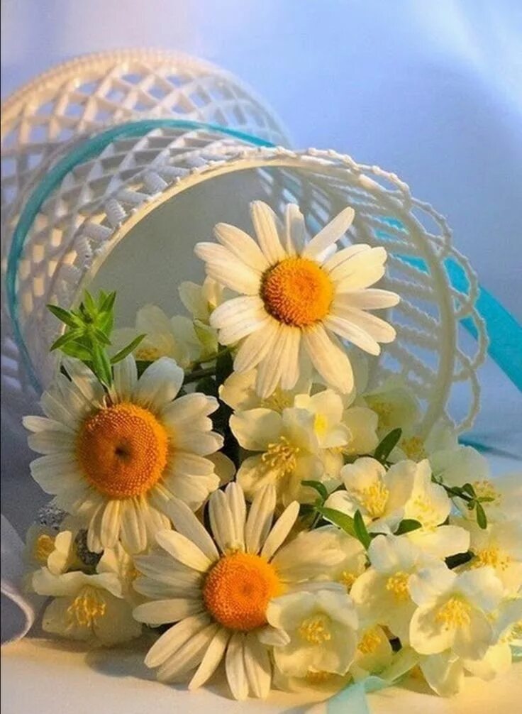 Картинки хорошего дня с ромашками Pin on Daisies & Sunflowers Beautiful flowers, Very beautiful flowers, Flower pi