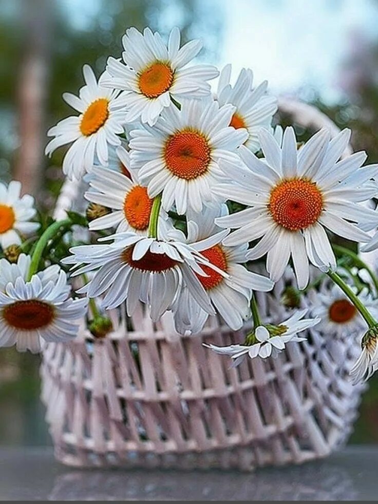 Картинки хорошего дня с ромашками красивые Pin by Pepita Pepita on Margaritas..& Gerberas.. Flower backgrounds, Daisy, Flow