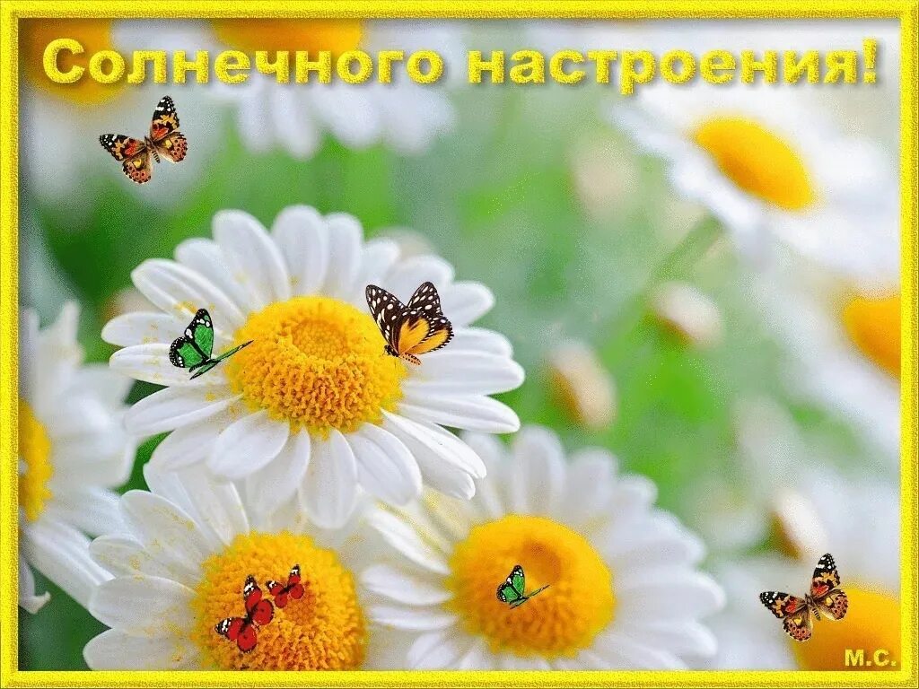 Картинки хорошего дня с ромашками красивые Доброе день, друзья! желаем вам прекрасных выходных и огромного заряда эмоций на
