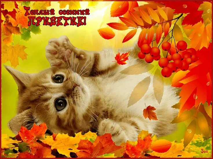 Картинки хорошего дня сентябрь природа Тепл-ос-приветик Cats, Animation, Animals